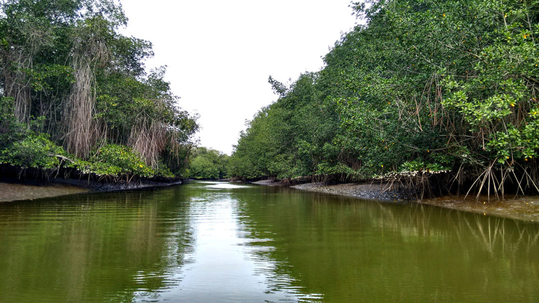 Visite Du Sanctuaire National De Mangrove Paracas Explorer Tours In Paracas Peru